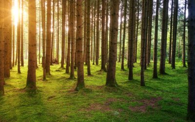 I Pellet di Legno: Energia Pulita e Sostenibile per il Futuro dell&rsquo;Europa